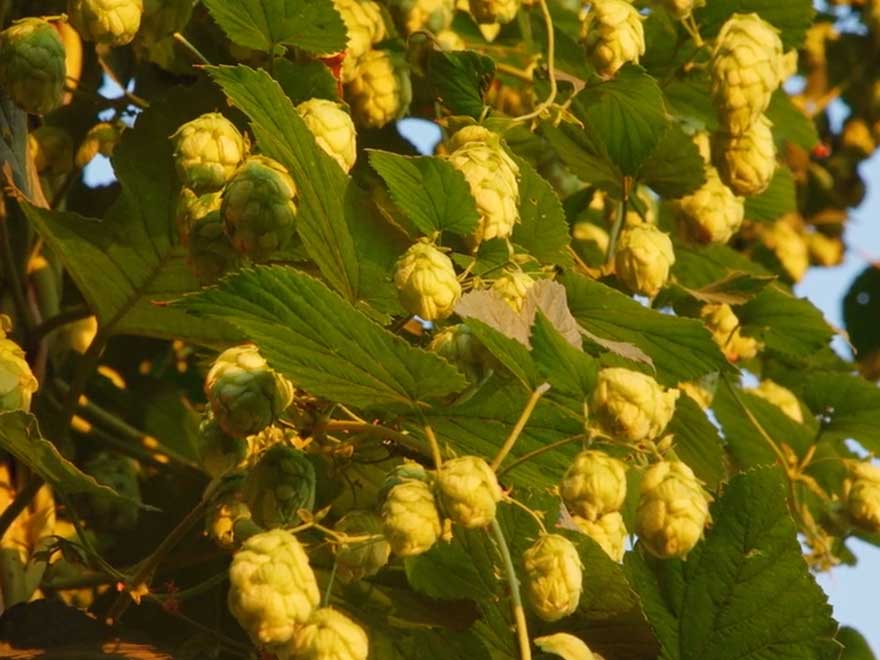 CamDo Customer Brett Eichenberger Brews Up a Mesmerizing Time Lapse of the Growth And Harvest Process at Crosby Hop Farm