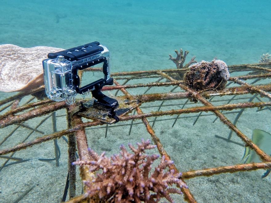 Customer Project in Progress: GoPro Underwater Time Lapse of Coral Reefs