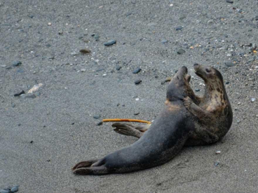 Customer Footage Highlight: Grey Seal Monitoring Time Lapse