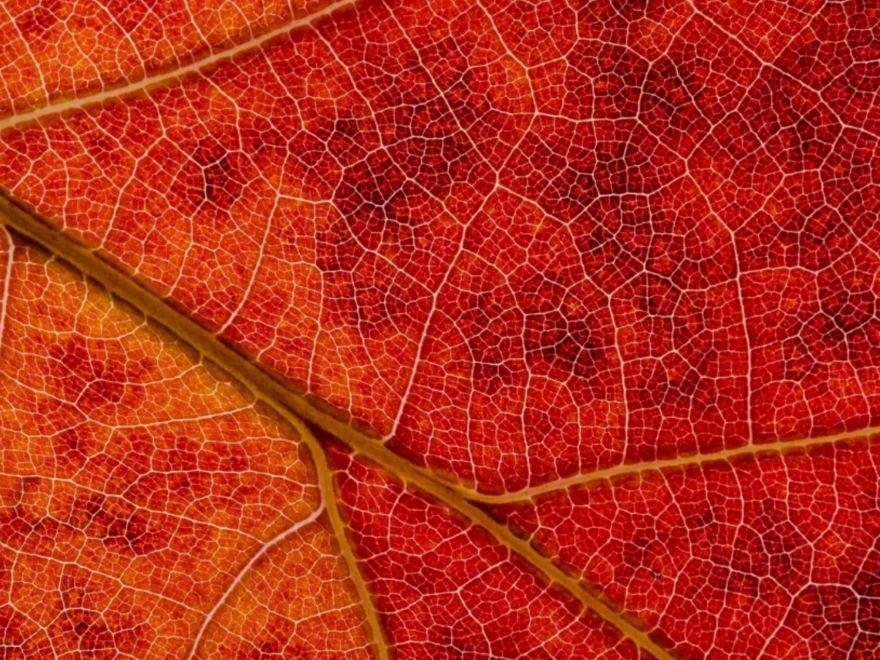 Macro Time Lapse: University Student Features the Color Changing Process of Leaves