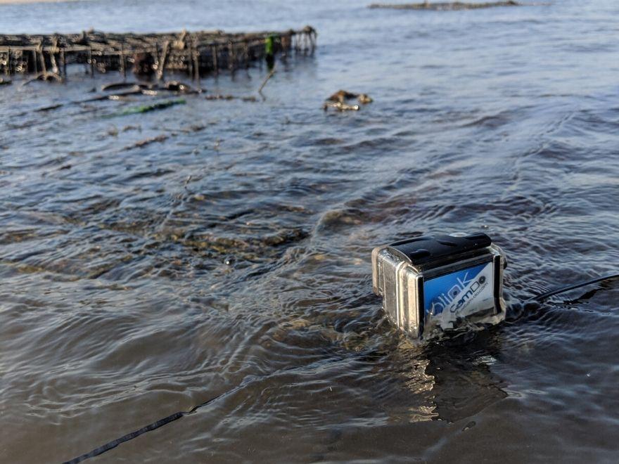 Customer Footage: Studying Oyster Farm and Aquatic Wildlife Interaction with Blink