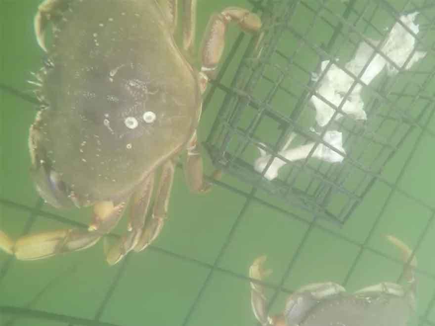 Crab Trapping With the Underwater WiFi Cable and GoPro HERO4 Silver