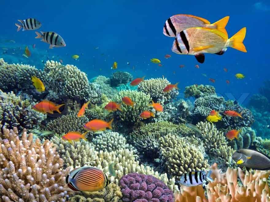 In Case You Missed It: CamDo CEO Todd McCann talks to Ryan Steinolfson on how to Livestream Underwater