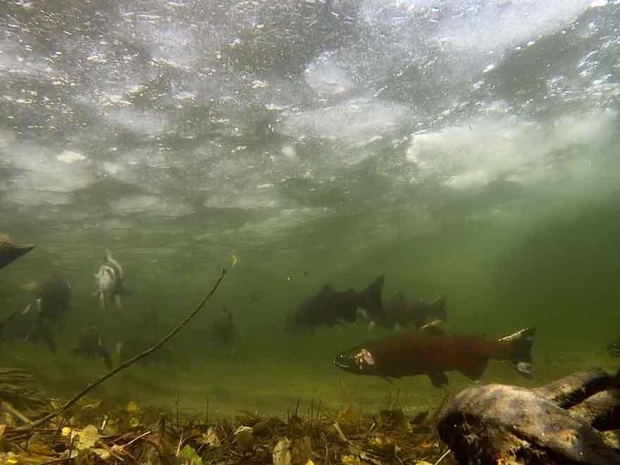 Your Footage: "Under the Ice" by Russ Ricketts