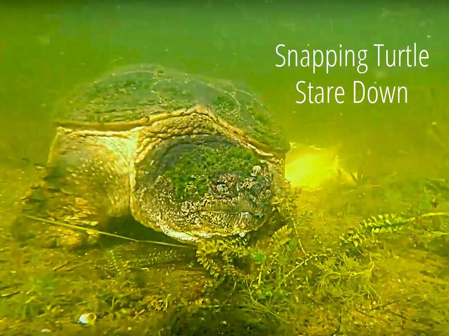 Snapping Turtle Stares Down GoPro Camera