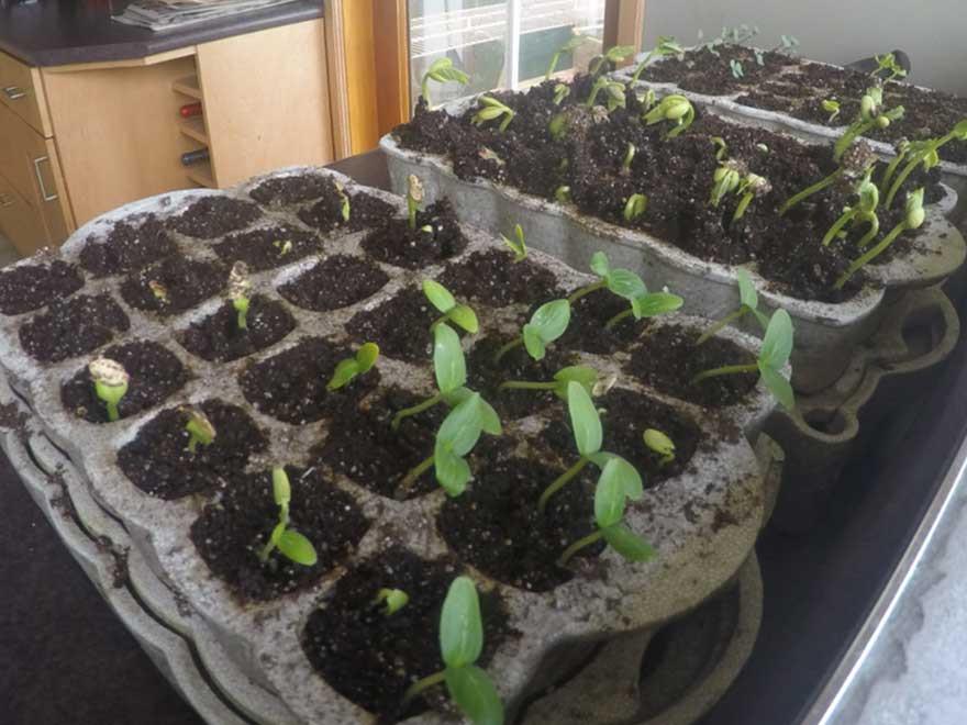 Spencer’s Sprouts - How to Time Lapse Photograph Seedlings - GoPro HERO4