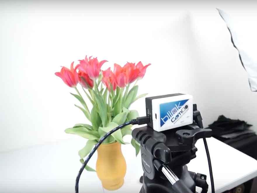 Customer Footage: Tulip Time Lapse with Blink + Product Review by Derrick Lytle